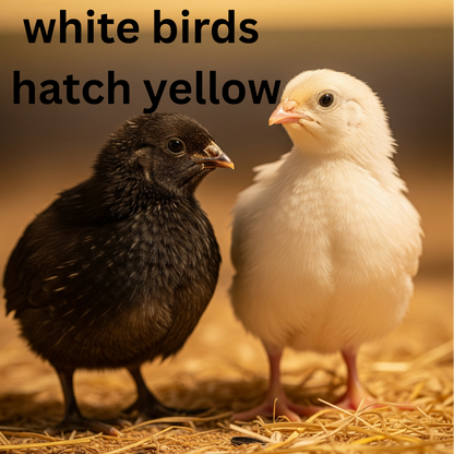 Black and White Edition Quail hatching eggs