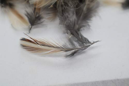 Rooster Feathers for Fly-Fishing or Crafts from Quail