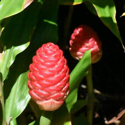 Hawaiian Awapuhi Shampoo Ginger Plant Rhizomes Starter Kit - 2 Rhizomes, Ideal for Cultivating Awapuhi Plant, Perfect Shampoo Ginger Rhizomes for Garden Enthusiasts and Beginners