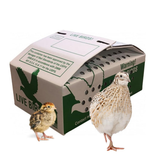 Bryant's Roost Bird Shipping Box (10 pcs) - Quail Nest, Live Bird Carrier, Secure Avian Transportation for Small Birds