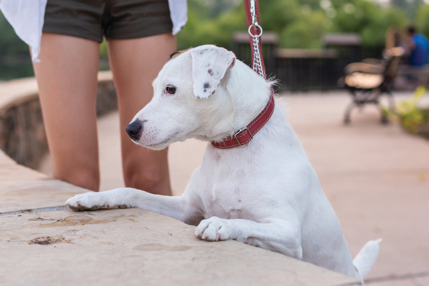 Martingale Coral Reef Leather Dog Collar