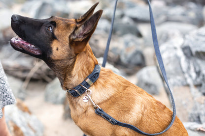 Z Celtic Style Leather Dog Collar