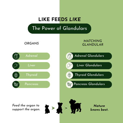 Pre-Order Holistic Total Body Support – Multivitamin & Glandular Support for Dogs and Cats