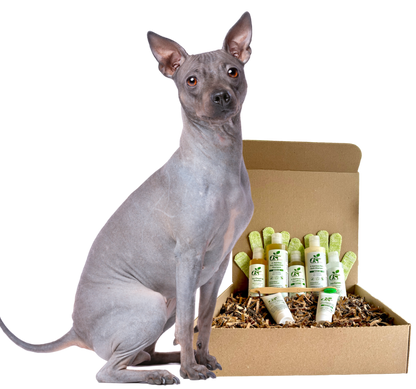4-HAIRLESS PETS *DOG RESTORATIVE KIT