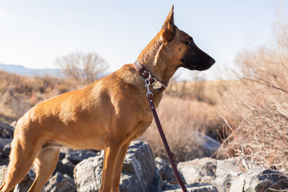 Modern Style Quick-Release Chocolate Leather Dog Collar