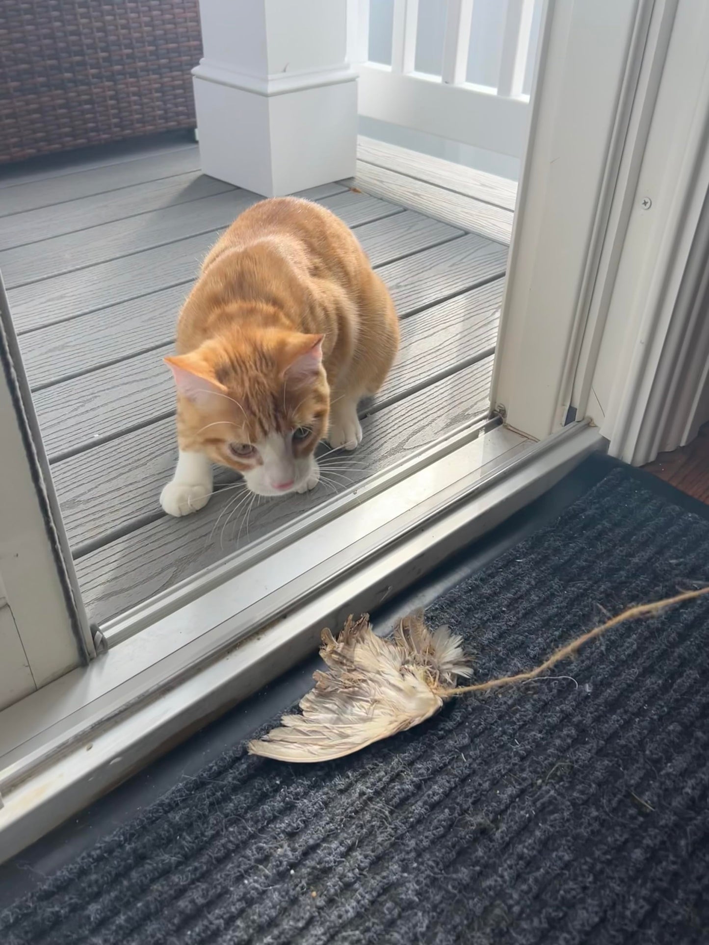 Wing on String Cat Toy - Real Bird Wing Dog Training Supplies & Accessories, Quail Wing Bird Scent Interactive Play for Cats, Hunting Dog Training Bird Retrieval Cat Trainer