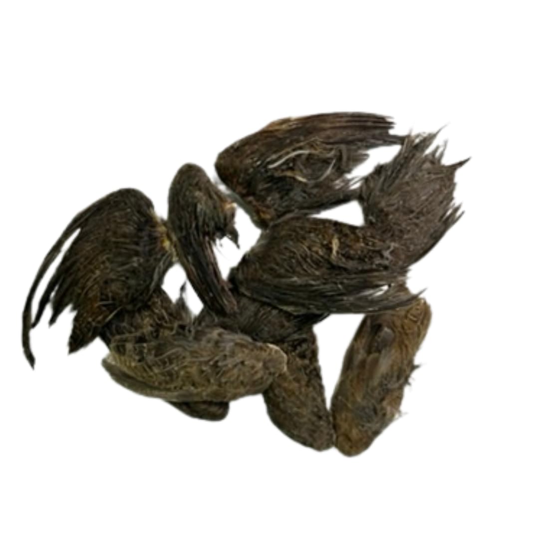 Undique Quail Wings for Dog Training, Small (10 Count)