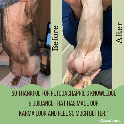 PET HEALTH & BEHAVIOR CONSULTS