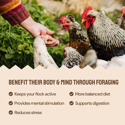 Early Bird Grubs & Grits (Poultry Granola)