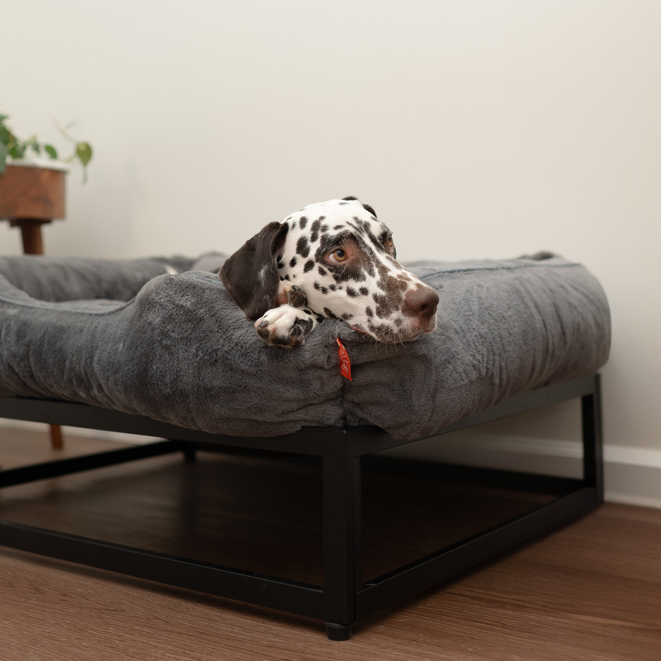 The FÜZI Dog Bed
