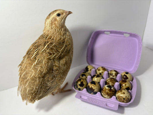 Fertile Quail Eggs – Choose Your Variety