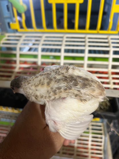 Fertile Quail Eggs – Choose Your Variety