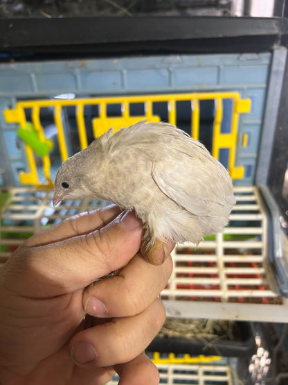 Fertile Quail Eggs – Choose Your Variety