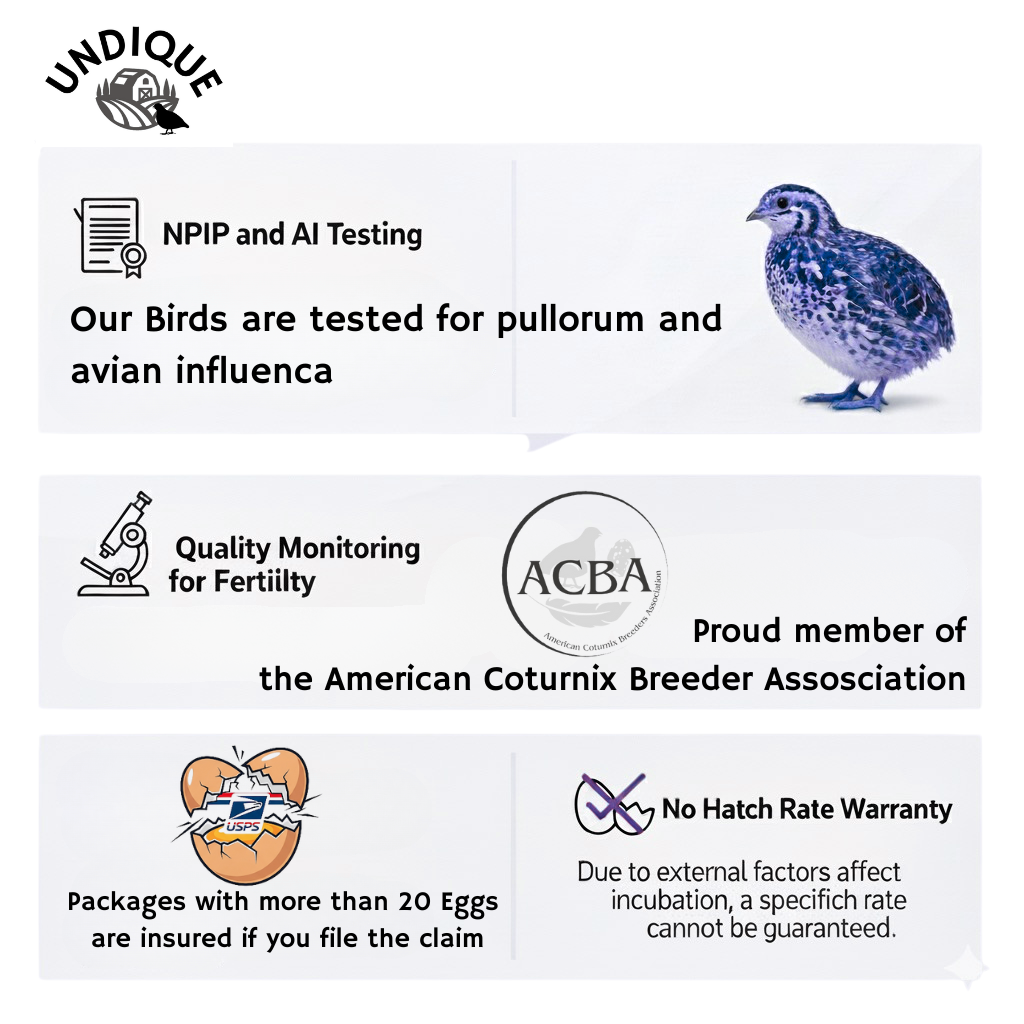 Black and White Edition Quail hatching eggs