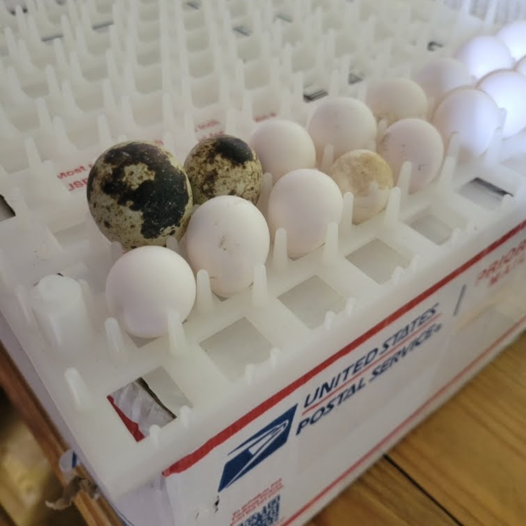 Georgia Giant Quail Hatching Eggs