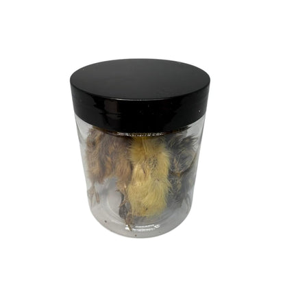 Whole Quail for Carnivore Pets - Premium Quality Natural Pet Treats Quail - Natural Prey Feeding Quail - Freeze-Dried for Essential Nutrients and Enzymes Small Size 5 Count