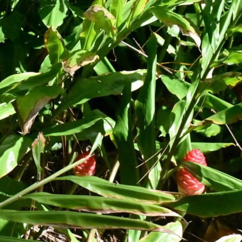 Hawaiian Awapuhi Shampoo Ginger Plant Rhizomes Starter Kit - 2 Rhizomes, Ideal for Cultivating Awapuhi Plant, Perfect Shampoo Ginger Rhizomes for Garden Enthusiasts and Beginners