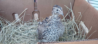 Falb-Fee Quail Hatching Eggs