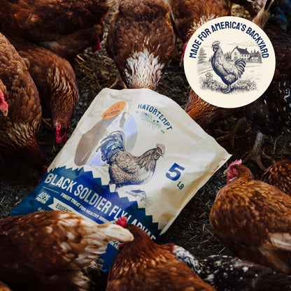 Dried Black Soldier Fly Larvae for Chickens