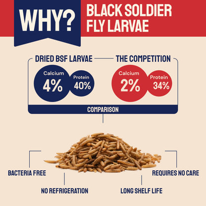 Dried Black Soldier Fly Larvae for Chickens
