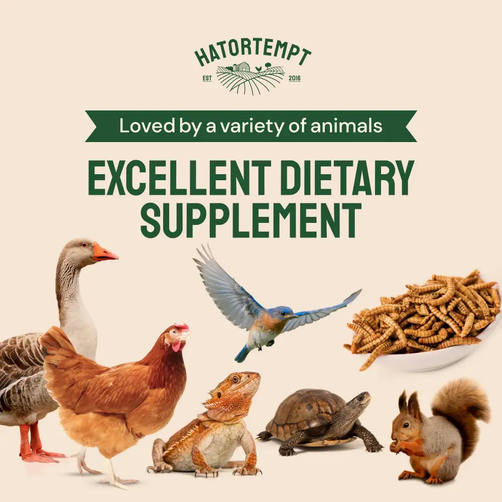 Dried Mealworms For Chickens