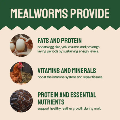 Dried Mealworms For Chickens
